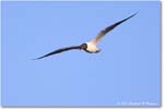 LaughingGull_ChincoNWR_2024Jun_R5B28535