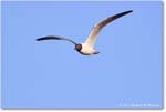 LaughingGull_ChincoNWR_2024Jun_R5B28546