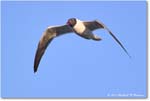 LaughingGull_ChincoNWR_2024Jun_R5B28573