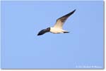 LaughingGull_ChincoNWR_2024Jun_R5B28597