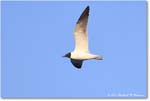 LaughingGull_ChincoNWR_2024Jun_R5B28705