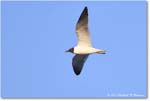 LaughingGull_ChincoNWR_2024Jun_R5B28706