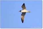 LaughingGull_ChincoNWR_2024Jun_R5B28707