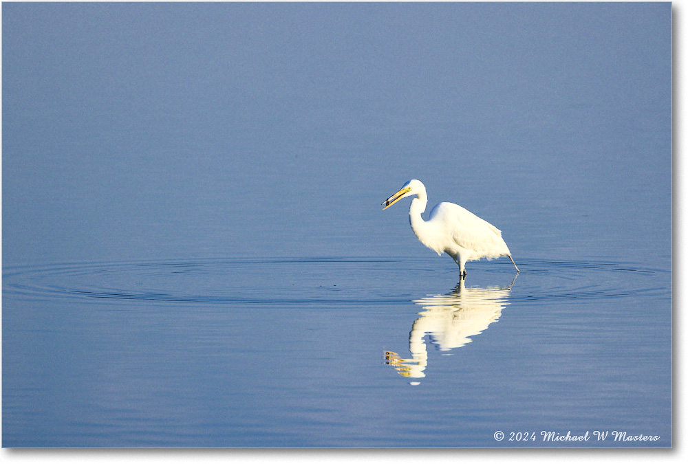 GreatEgret_ChincoNWR_2024Jun_R5A23711