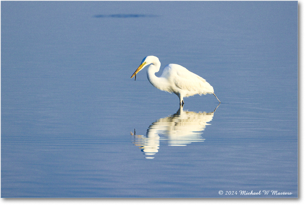 GreatEgret_ChincoNWR_2024Jun_R5A23714