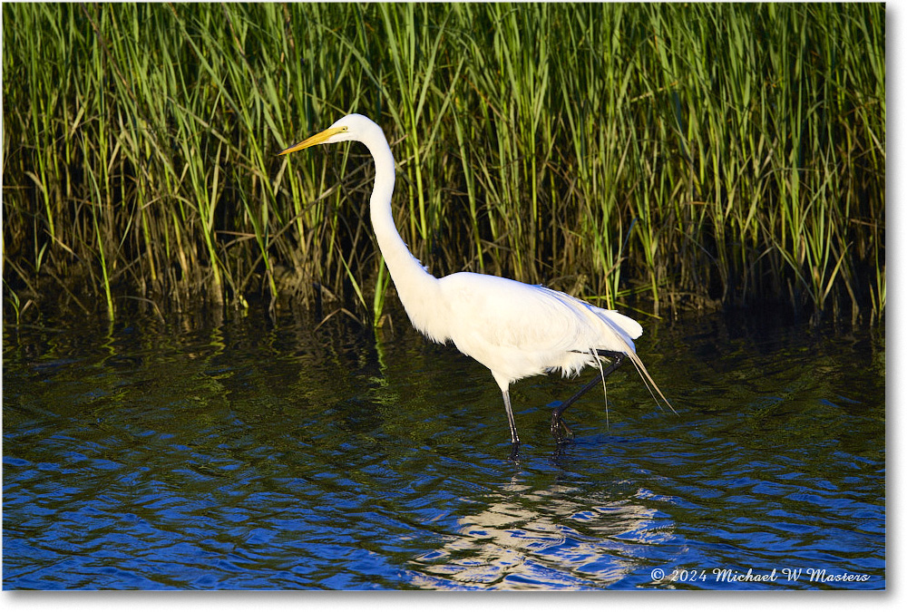 GreatEgret_ChincoNWR_2024Jun_R5B28066