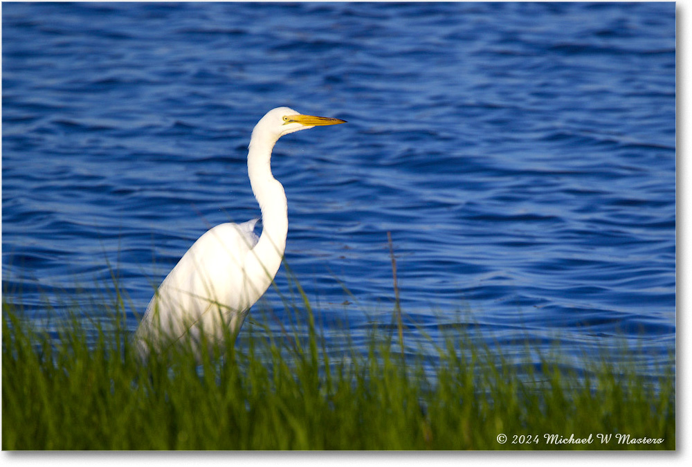 GreatEgret_ChincoNWR_2024Jun_R5B28098