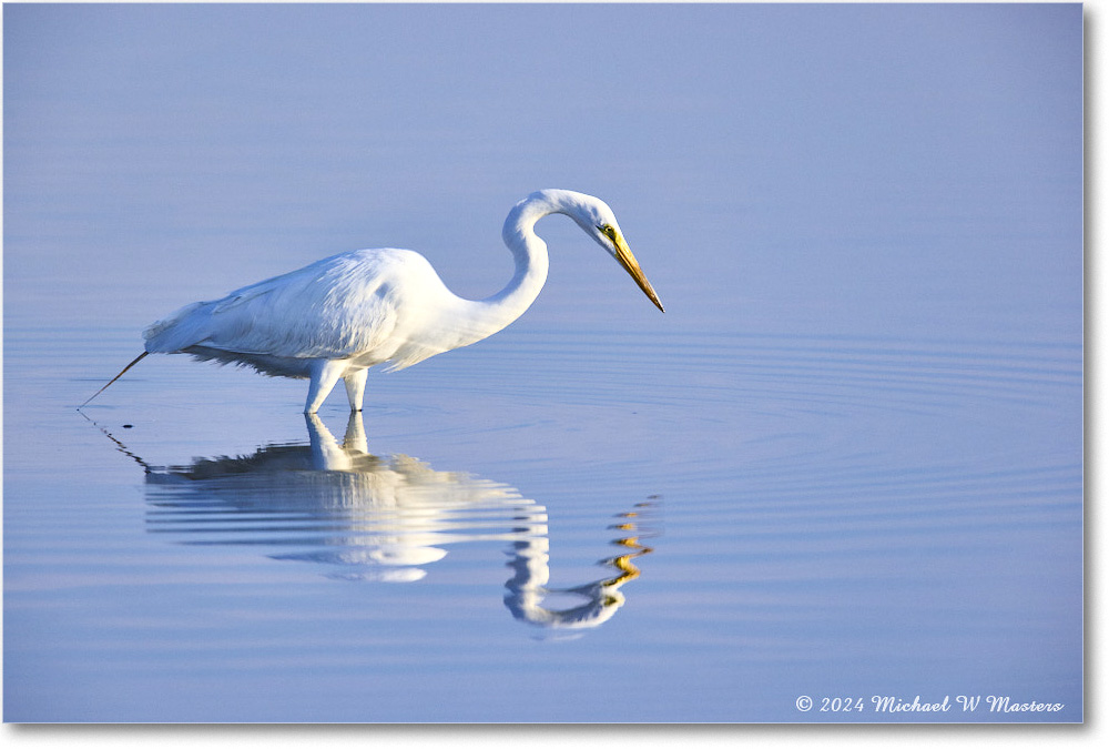 GreatEgret_ChincoNWR_2024Jun_R5B28863