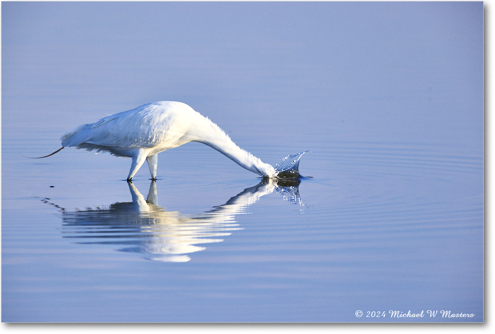 GreatEgret_ChincoNWR_2024Jun_R5B28869