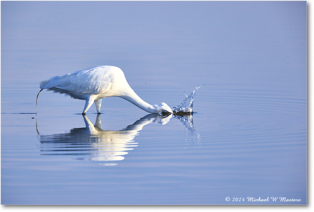 GreatEgret_ChincoNWR_2024Jun_R5B28870