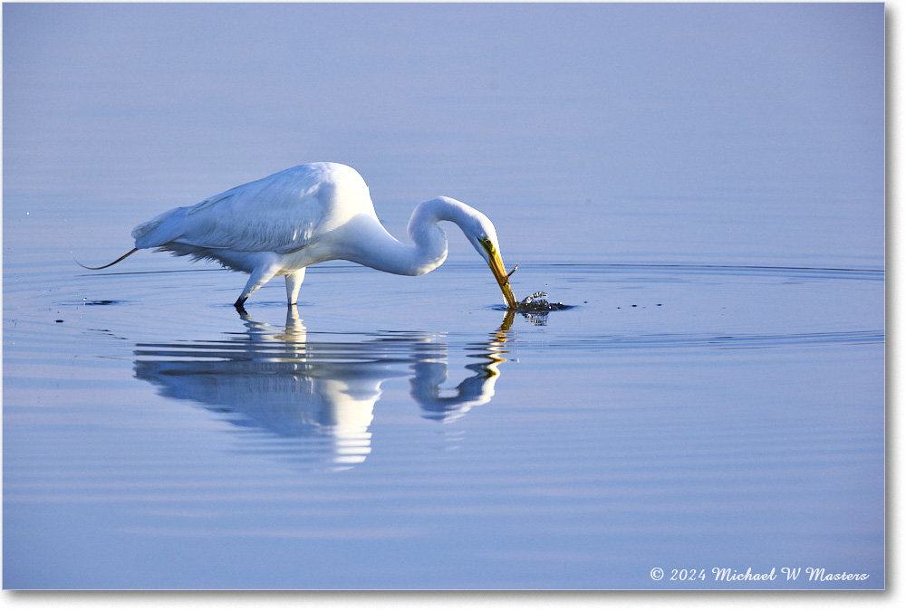 GreatEgret_ChincoNWR_2024Jun_R5B28876