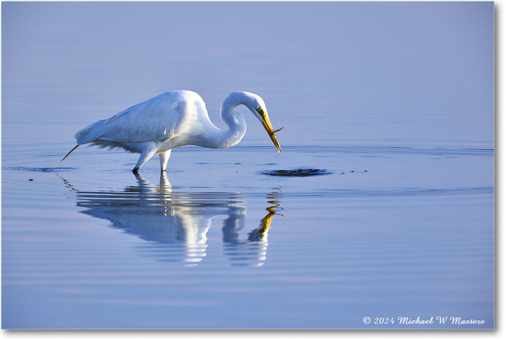 GreatEgret_ChincoNWR_2024Jun_R5B28880