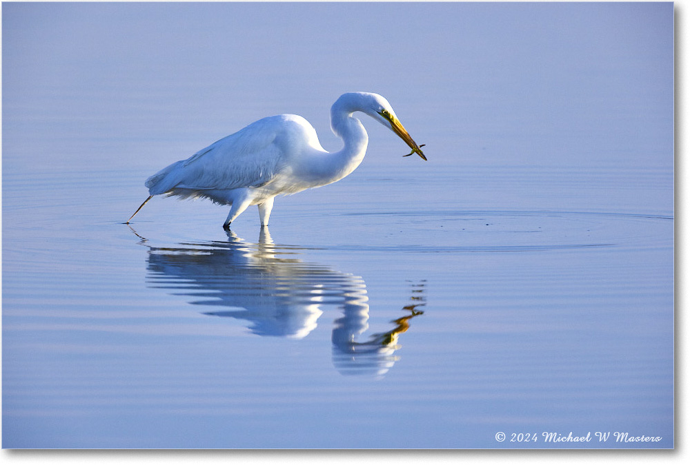 GreatEgret_ChincoNWR_2024Jun_R5B28897