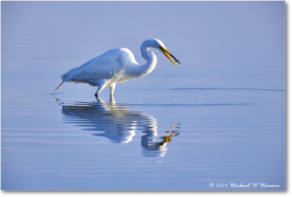 GreatEgret_ChincoNWR_2024Jun_R5B28901