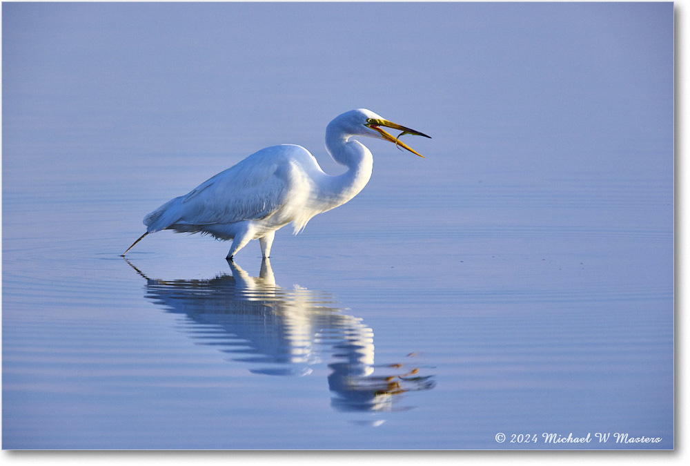 GreatEgret_ChincoNWR_2024Jun_R5B28910