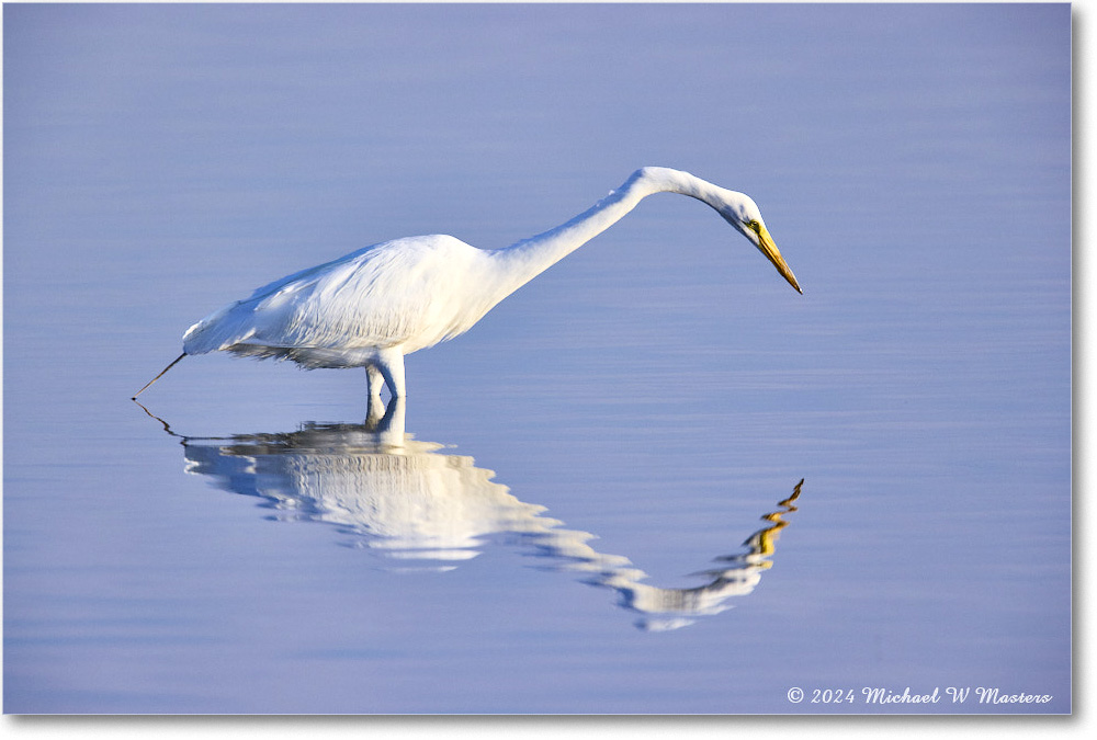 GreatEgret_ChincoNWR_2024Jun_R5B28939