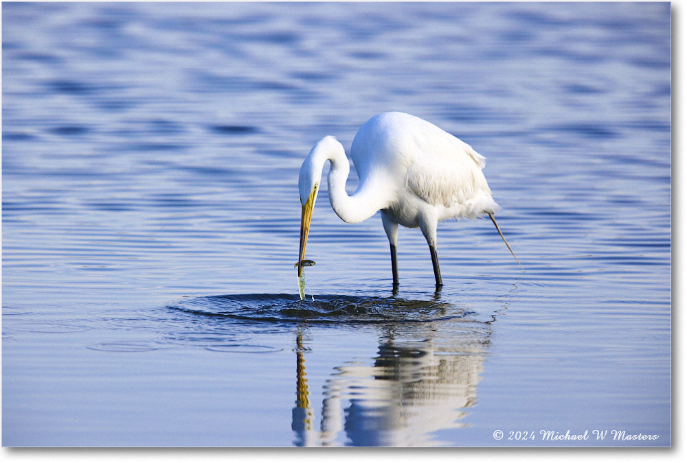 GreatEgret_ChincoNWR_2024Jun_R5B29008