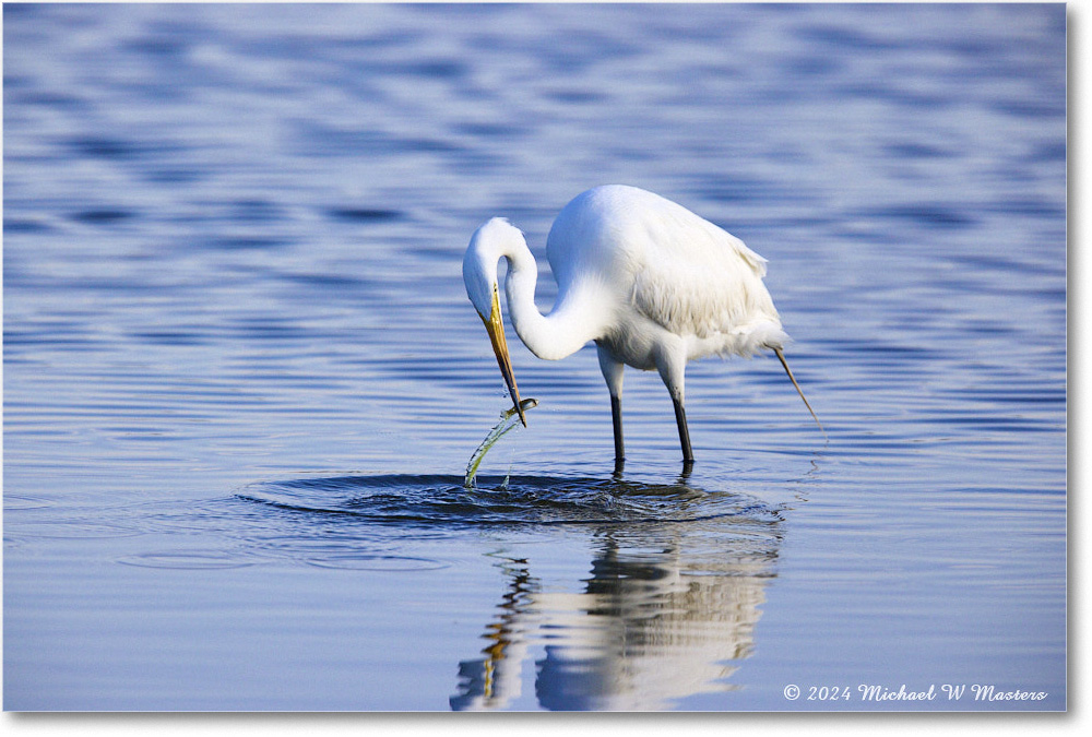 GreatEgret_ChincoNWR_2024Jun_R5B29009