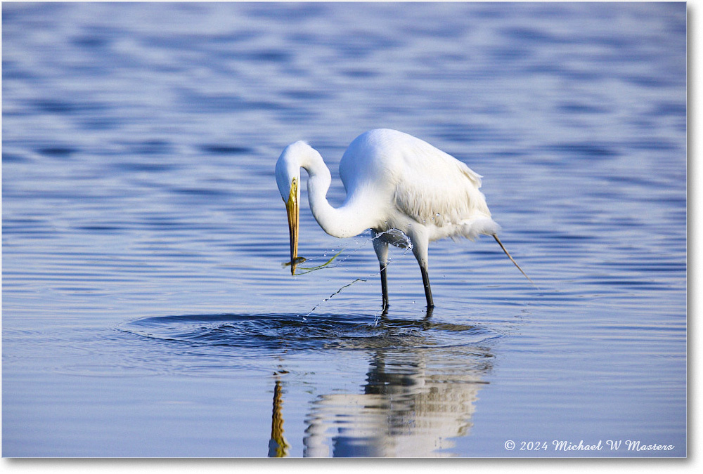 GreatEgret_ChincoNWR_2024Jun_R5B29011