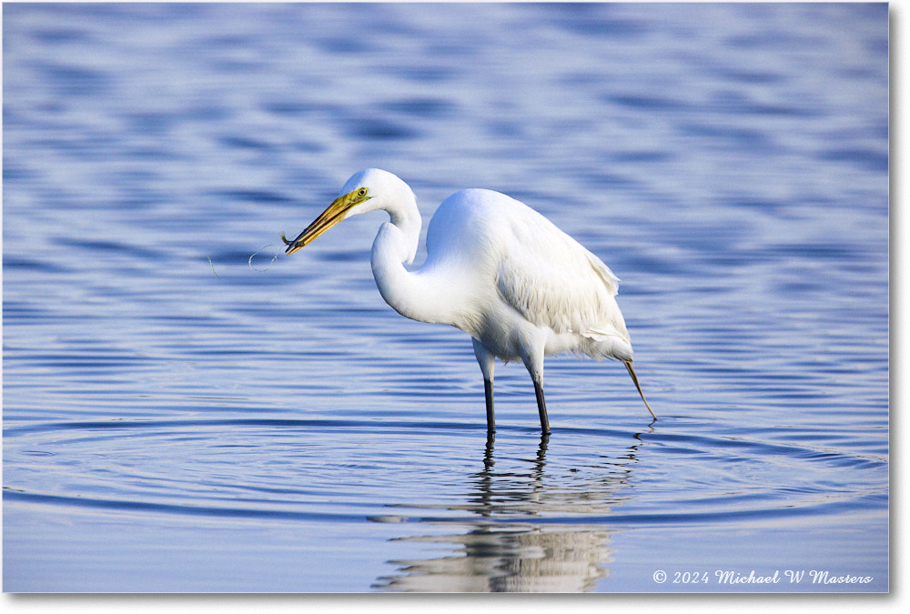 GreatEgret_ChincoNWR_2024Jun_R5B29018