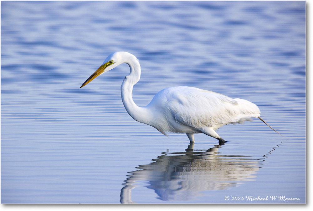 GreatEgret_ChincoNWR_2024Jun_R5B29040