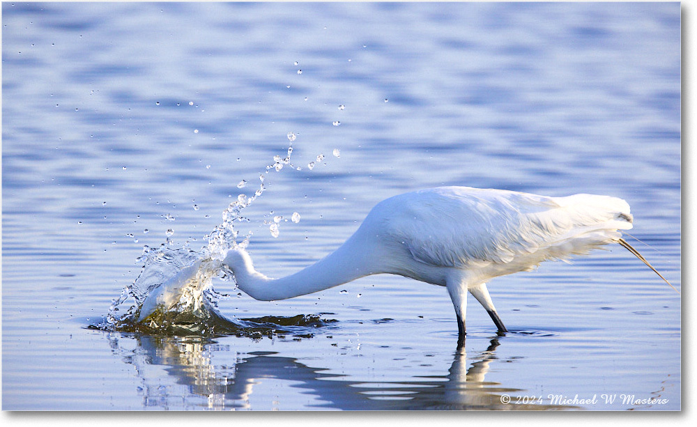 GreatEgret_ChincoNWR_2024Jun_R5B29042