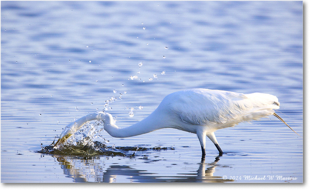 GreatEgret_ChincoNWR_2024Jun_R5B29043