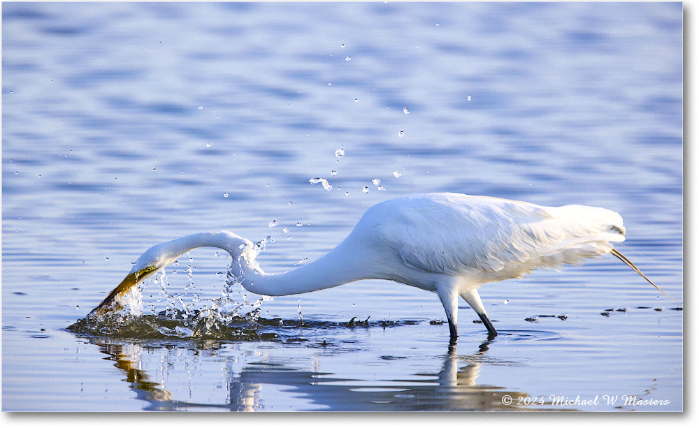 GreatEgret_ChincoNWR_2024Jun_R5B29044