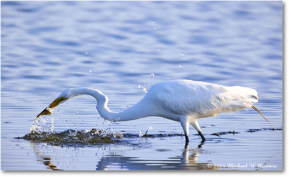 GreatEgret_ChincoNWR_2024Jun_R5B29045