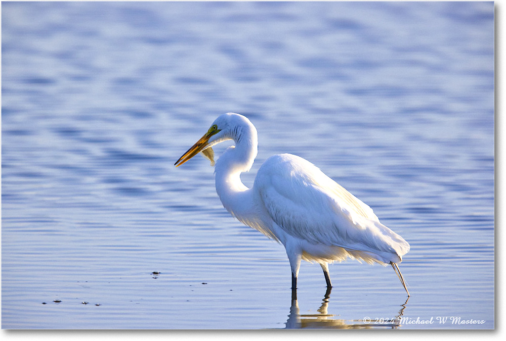 GreatEgret_ChincoNWR_2024Jun_R5B29091