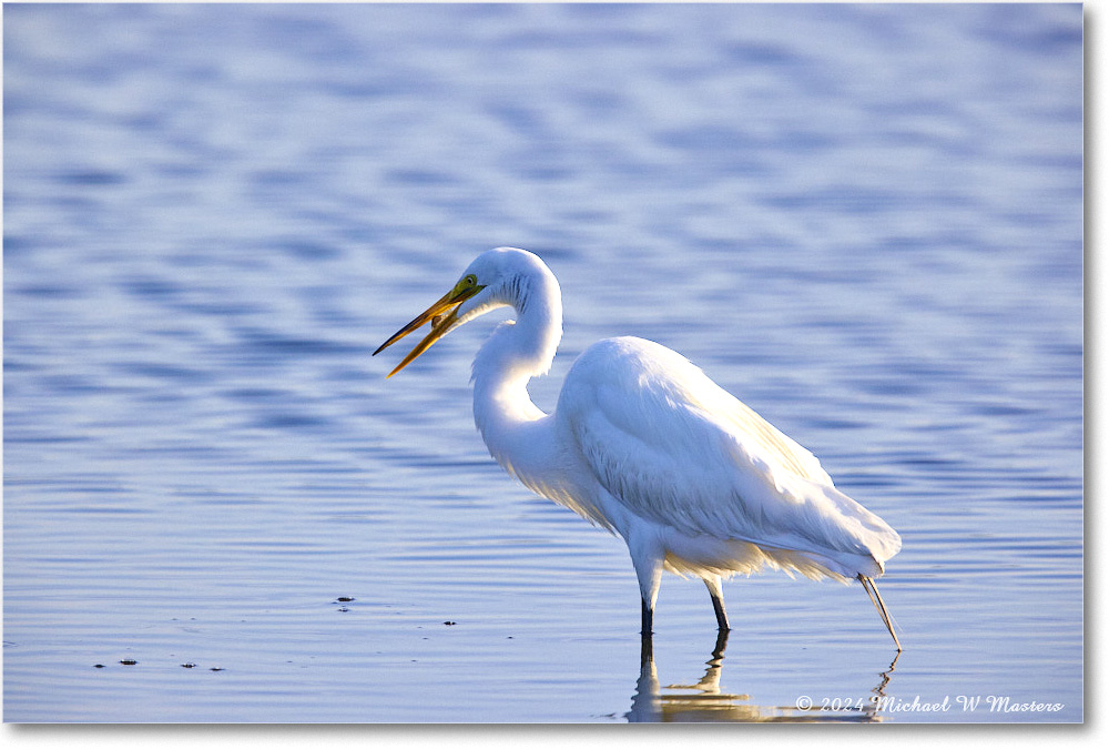 GreatEgret_ChincoNWR_2024Jun_R5B29093