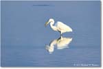 GreatEgret_ChincoNWR_2024Jun_R5A23714 copy