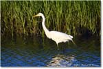 GreatEgret_ChincoNWR_2024Jun_R5B28066 copy