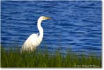 GreatEgret_ChincoNWR_2024Jun_R5B28098 copy