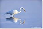 GreatEgret_ChincoNWR_2024Jun_R5B28863 copy