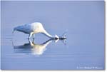 GreatEgret_ChincoNWR_2024Jun_R5B28870 copy