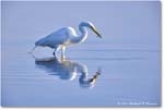 GreatEgret_ChincoNWR_2024Jun_R5B28897 copy