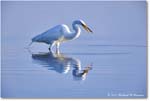 GreatEgret_ChincoNWR_2024Jun_R5B28901 copy