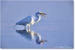 GreatEgret_ChincoNWR_2024Jun_R5B28910 copy