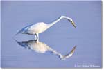 GreatEgret_ChincoNWR_2024Jun_R5B28939 copy