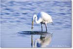 GreatEgret_ChincoNWR_2024Jun_R5B29008 copy