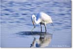 GreatEgret_ChincoNWR_2024Jun_R5B29009 copy