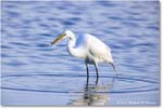 GreatEgret_ChincoNWR_2024Jun_R5B29018 copy