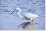 GreatEgret_ChincoNWR_2024Jun_R5B29040 copy