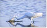 GreatEgret_ChincoNWR_2024Jun_R5B29042 copy