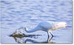 GreatEgret_ChincoNWR_2024Jun_R5B29043 copy