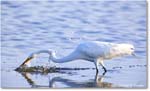 GreatEgret_ChincoNWR_2024Jun_R5B29044 copy