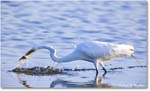 GreatEgret_ChincoNWR_2024Jun_R5B29045 copy