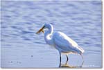 GreatEgret_ChincoNWR_2024Jun_R5B29091 copy