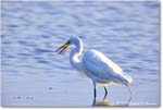 GreatEgret_ChincoNWR_2024Jun_R5B29093 copy